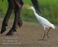 Bubulcus_ibis_ed7356