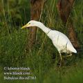 Bubulcus_ibis_ed7363