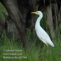 Bubulcus_ibis_ed7368.jpg