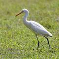 Bubulcus_ibis_fd9583