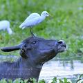 Bubulcus_ibis_fe0784