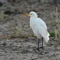 Bubulcus_ibis_k5179