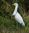 Bubulcus_ibis_ka6220