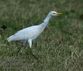 Bubulcus_ibis_ka6243