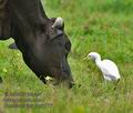 Bubulcus_ibis_md1177