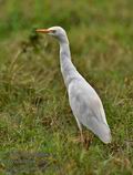 Bubulcus_ibis_md1761