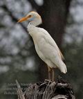 Bubulcus_ibis_pa2201044