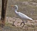 Bubulcus_ibis_ph6392