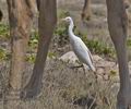 Bubulcus_ibis_ph6399