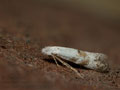 Bucculatrix_frangutella_jm8786s