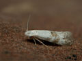 Bucculatrix_frangutella_jm8836s