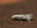 Bucculatrix_frangutella_jm8861s