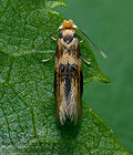 Bucculatrix_thoracella_dx4580s