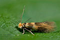 Bucculatrix_thoracella_jk4561s