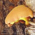 Buchwaldoboletus_lignicola_ag2324