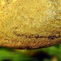 Buchwaldoboletus_lignicola_bo6124