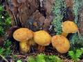 Buchwaldoboletus_lignicola_bv0421