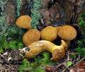 Buchwaldoboletus_lignicola_bv0443