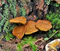 Buchwaldoboletus_lignicola_bv2415