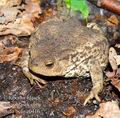 Bufo_bufo_e0416