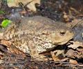 Bufo_bufo_e0418