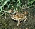 Bufo_calamita_4216