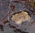 Bufo_calamita_aa6154