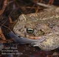 Bufo_calamita_aa6156