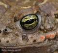 Bufo_calamita_aa6162