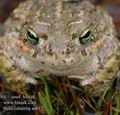 Bufo_calamita_aa6172