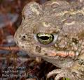 Bufo_calamita_aa6178