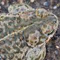 Bufo_calamita_bm6835