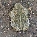 Bufo_calamita_bm6837