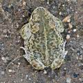 Bufo_calamita_bm6837