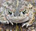 Bufo_calamita_bm6847