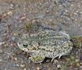 Bufo_calamita_bm6855