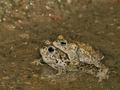 Bufo_calamita_br6360