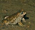 Bufo_calamita_br6369