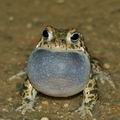 Bufo_calamita_br6371