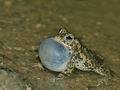 Bufo_calamita_br6382