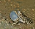 Bufo_calamita_br6397