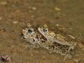 Bufo_calamita_br6407