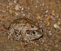 Bufo_calamita_br6416