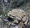 Bufo_gargarizans_8995