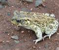 Bufo_garmani_ad3194