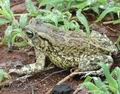 Bufo_garmani_ad3196