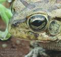 Bufo_garmani_ad3200