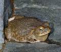 Bufo_garmani_ad5491