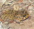 Bufo_gutturalis_db1888