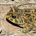 Bufo_gutturalis_db1891